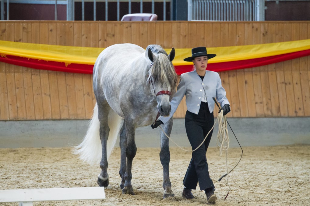 P.R.E.-hest ved DAMOCHA