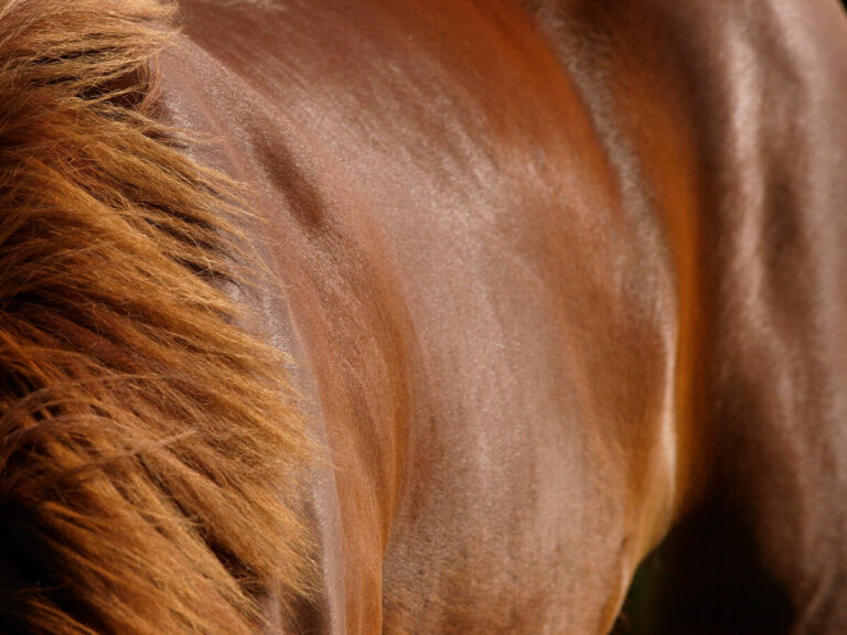 Har din hest irriteret hud? Hjælp den på vej til at blive stærk og sund