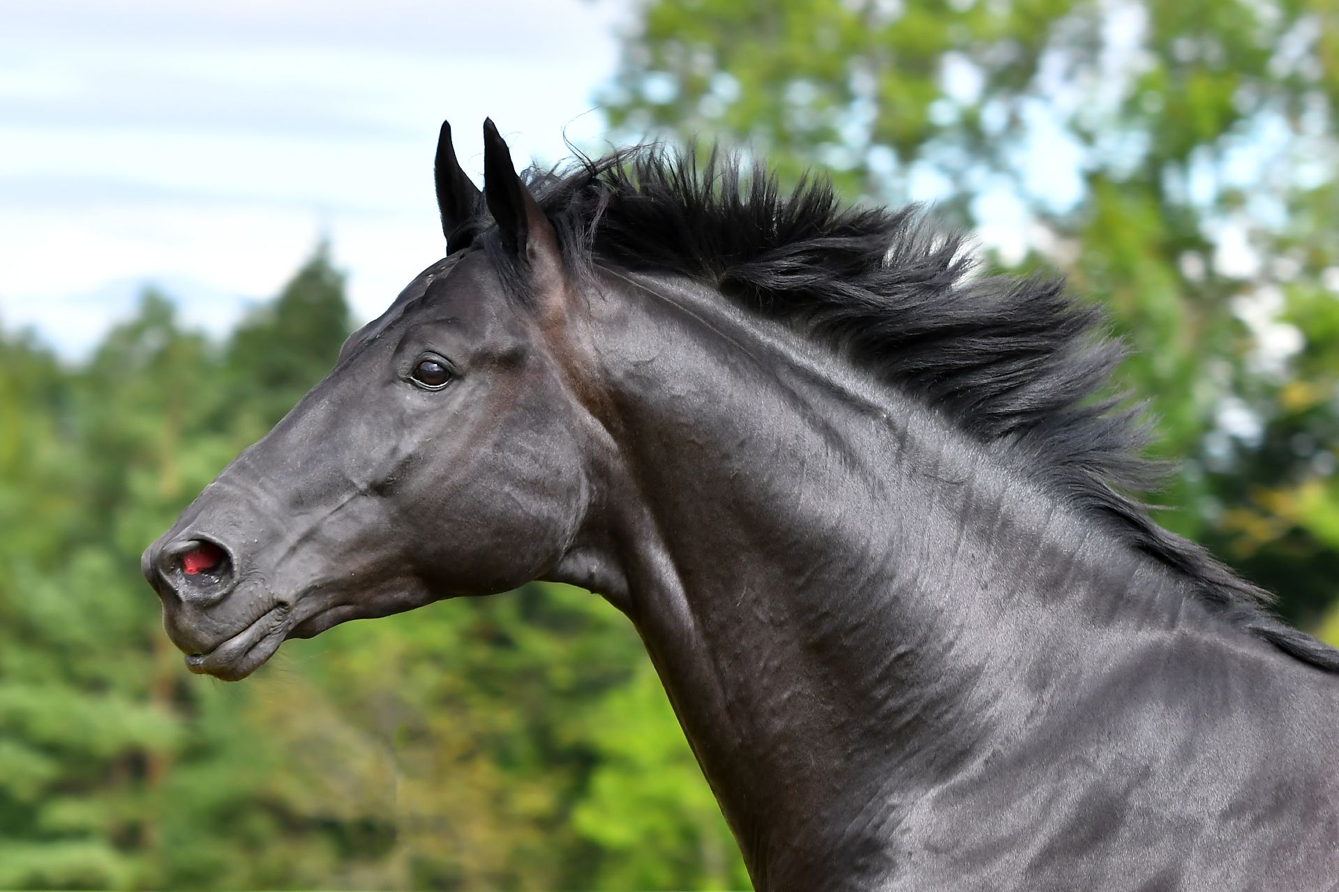 forpustet sort hest shutterstock
