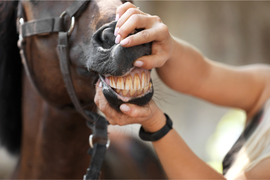 Hest får ordnet tænder