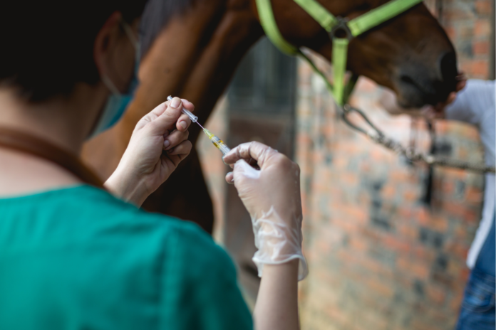 Vaccination af heste