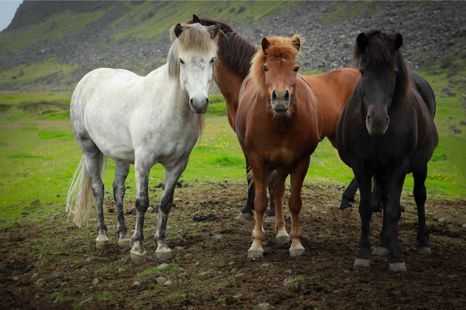 Islandske heste i Island