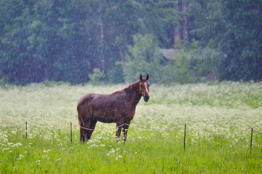 hest på fold i regnvejr