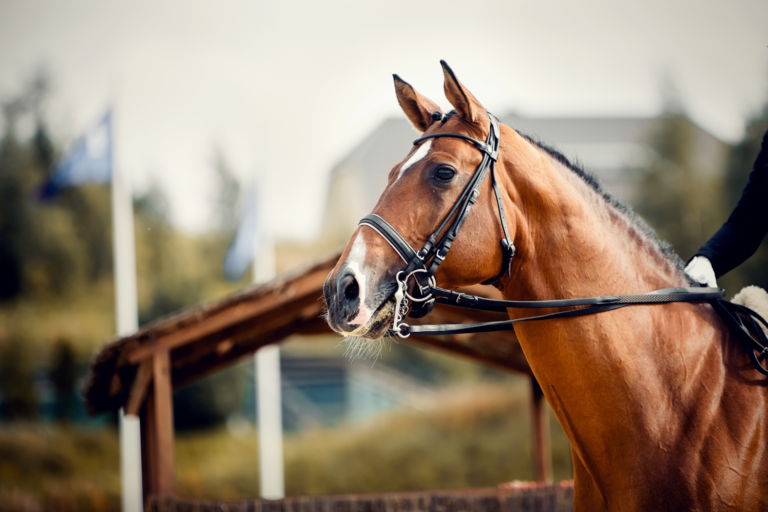 Debat i hesteverdenen: Skal kandar og sporer være valgfrie?