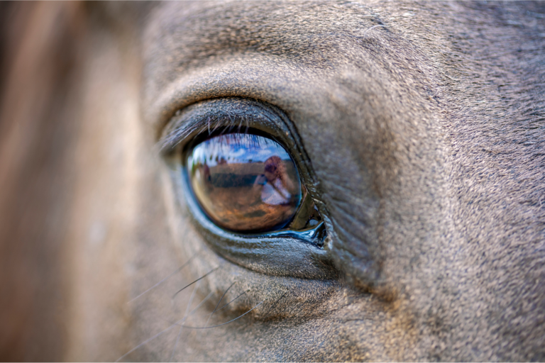 Synsvinkler: Hvordan ser heste verden?