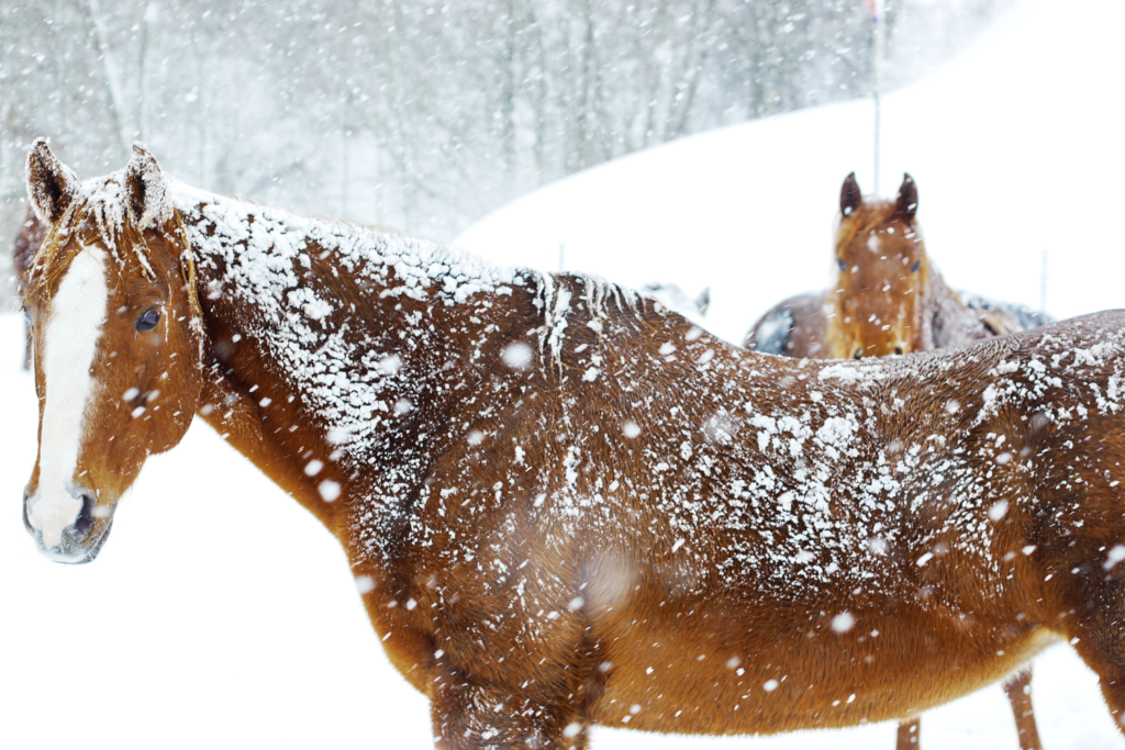 Heste i snevejr