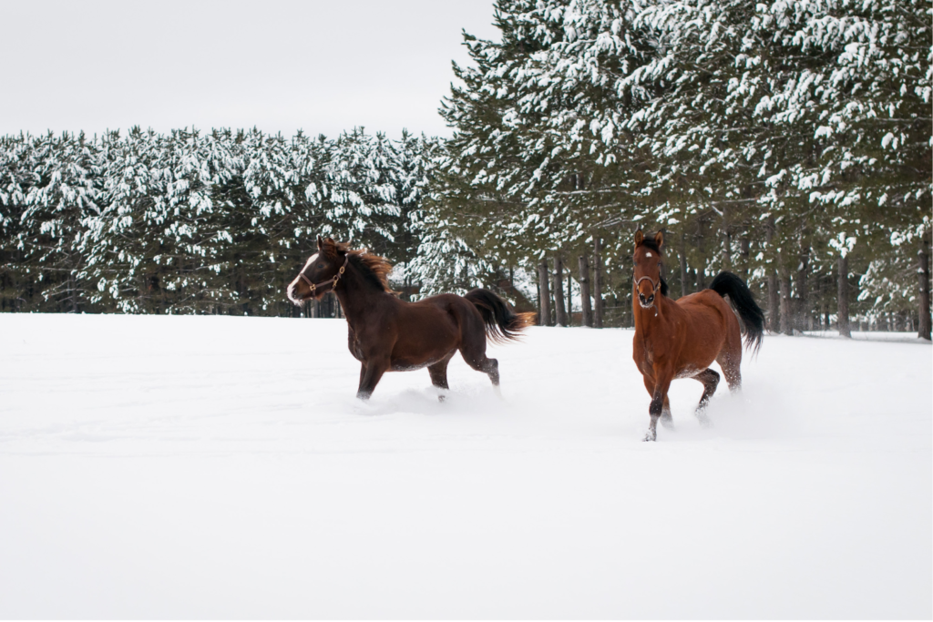 Heste løber i sne