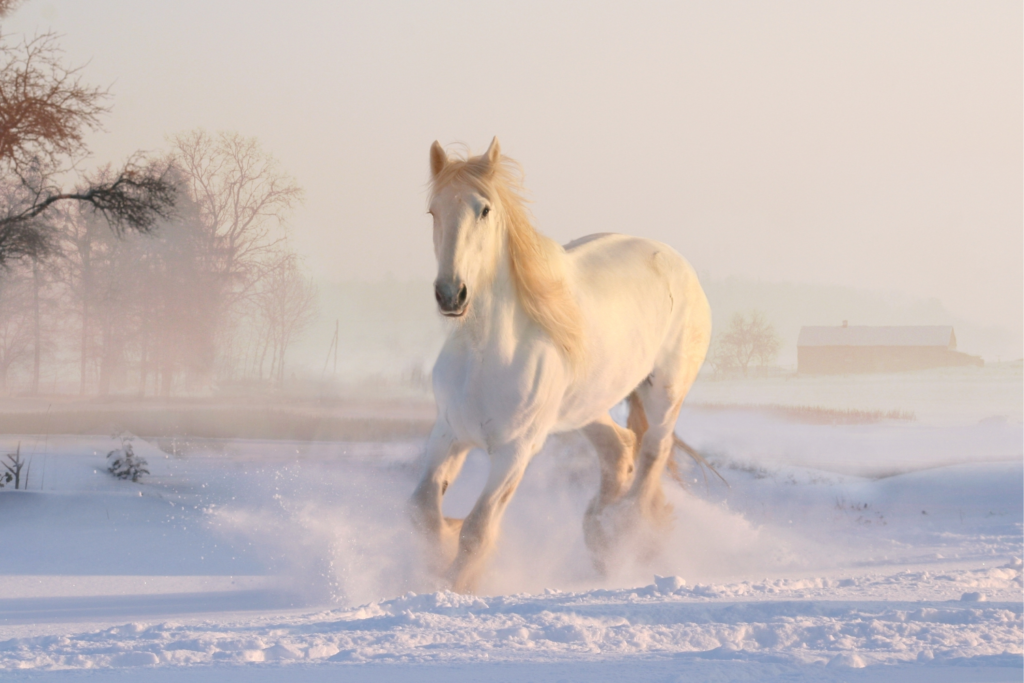 Hest løber i sne