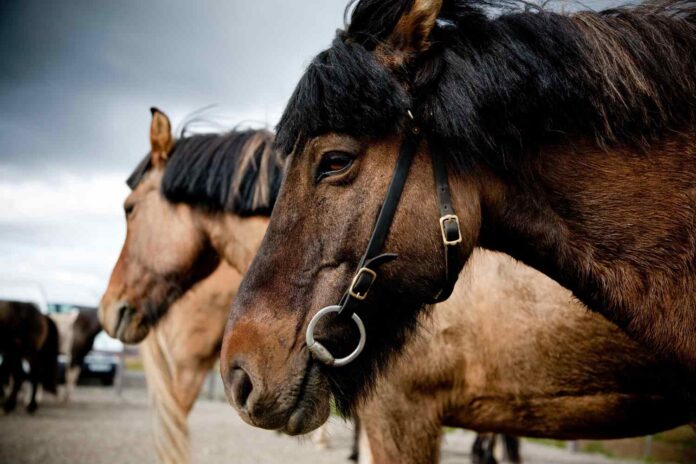 Konfliktadfærd hos islandske heste