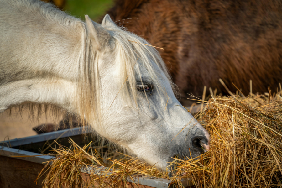 pony spise wrap