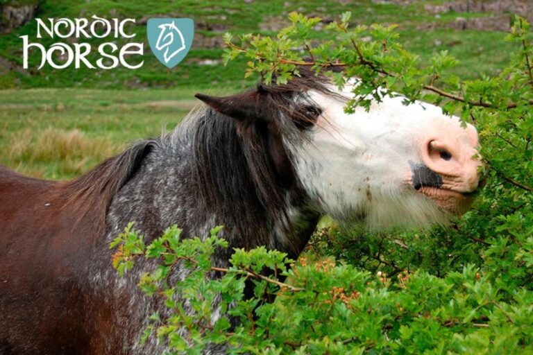 Nordic Horse: Giv din hest mulighed for naturlig browsing-adfærd