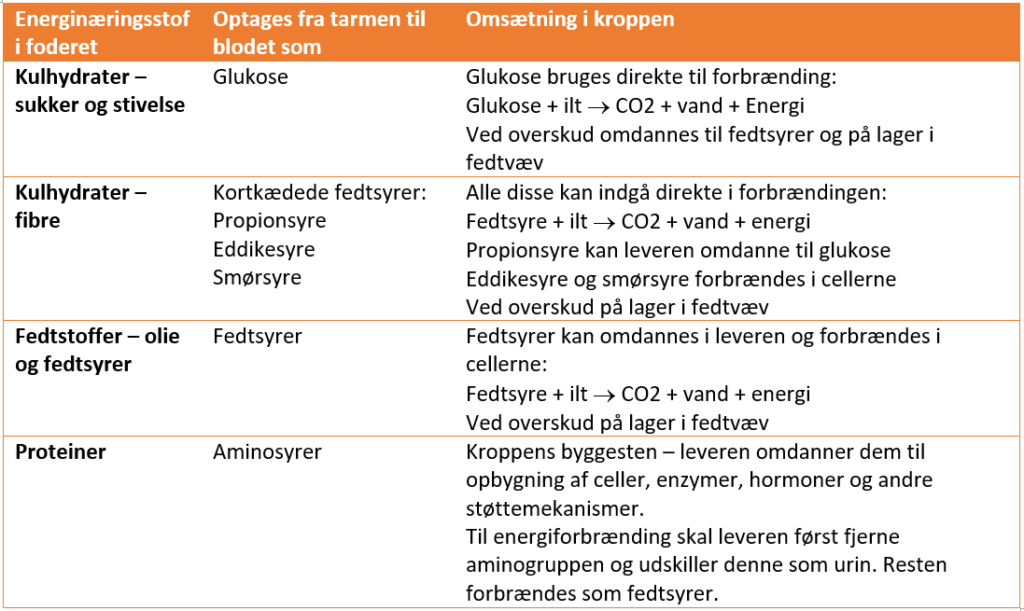En tabel, som viser energinæringsstofferne i foderet og hvordan de omsættes i hestens krop.