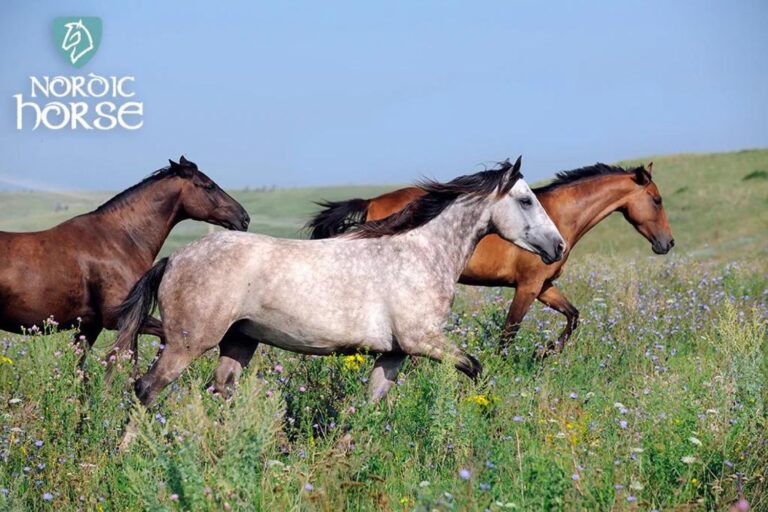 Udrensning af heste – Hvornår og hvorfor?