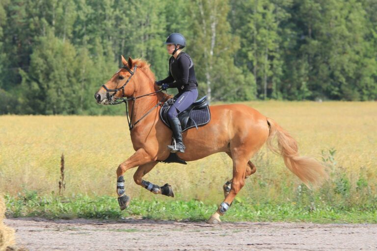 Find de perfekte ride tights hos envy-equestrian.com