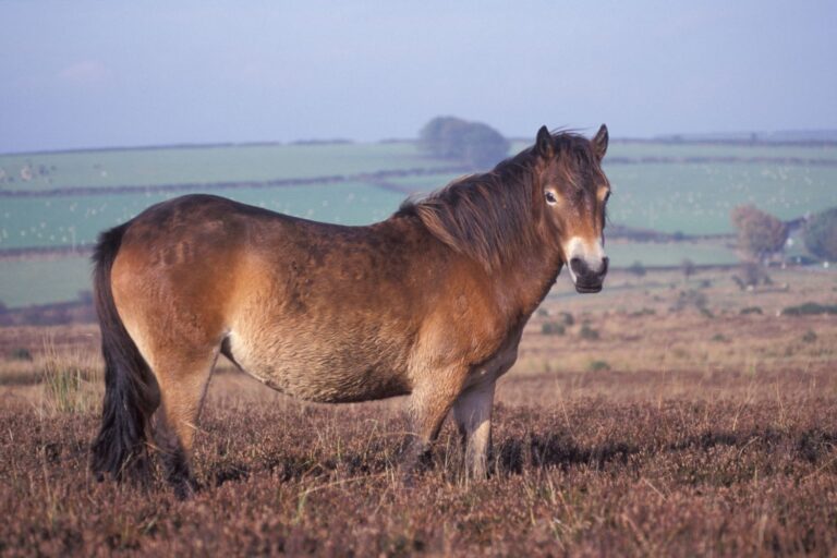 Exmoor ponyen: Den lille vilde