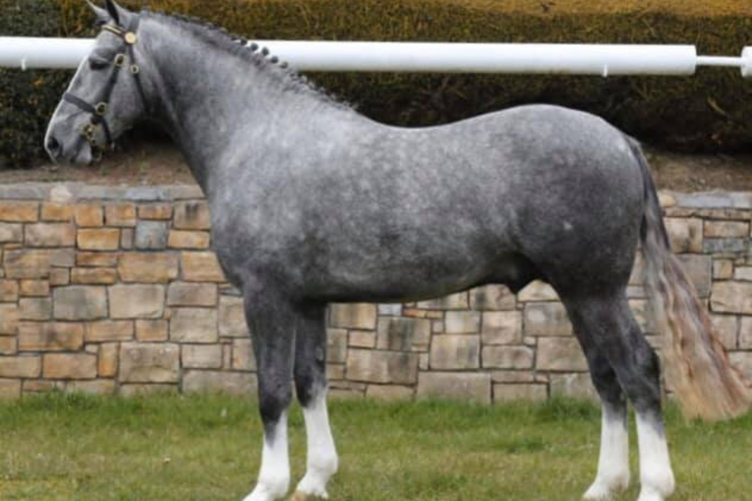 Foto: Irish Breeds Society