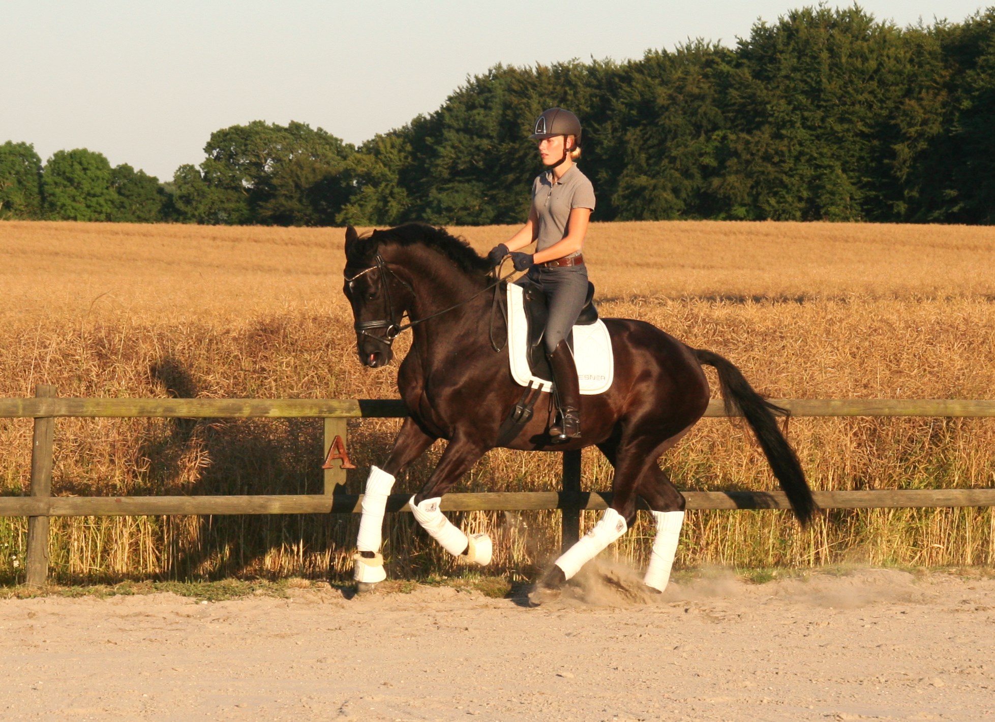 Trakehner avlet af Erik Jørgensen.