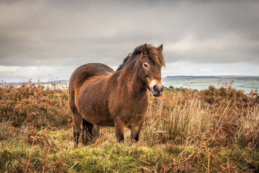 exmoor pony