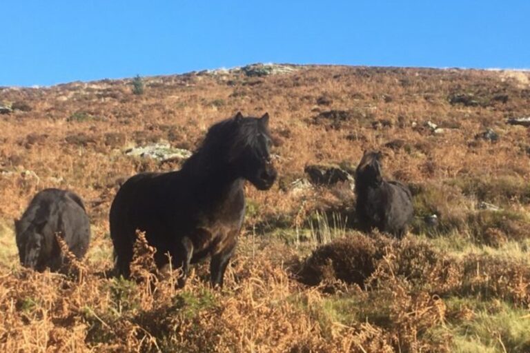 Foto: Dartmoor Pony Society