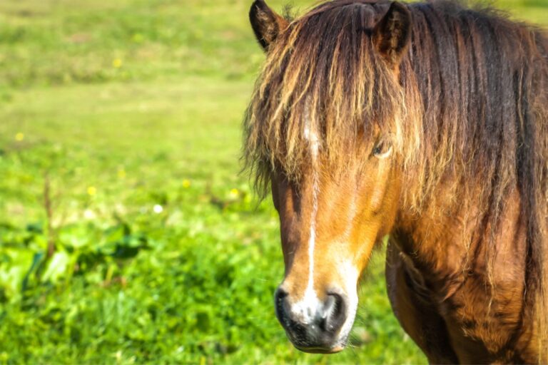 Kerry Bog pony: Landlig og legesyg