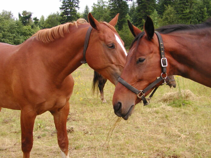 Billedet viser to heste på fold