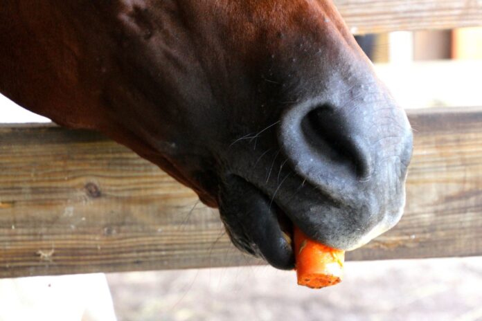 horse eating carrot