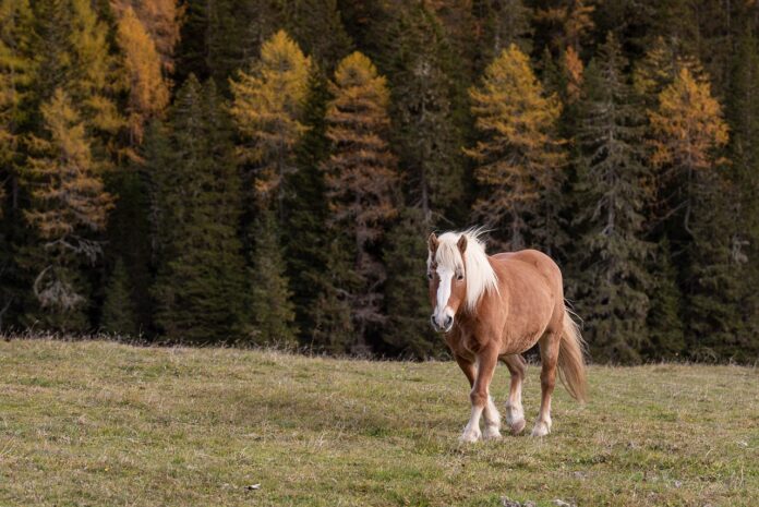 Billede af Dolomit hest, Italien, i efterårslandskab