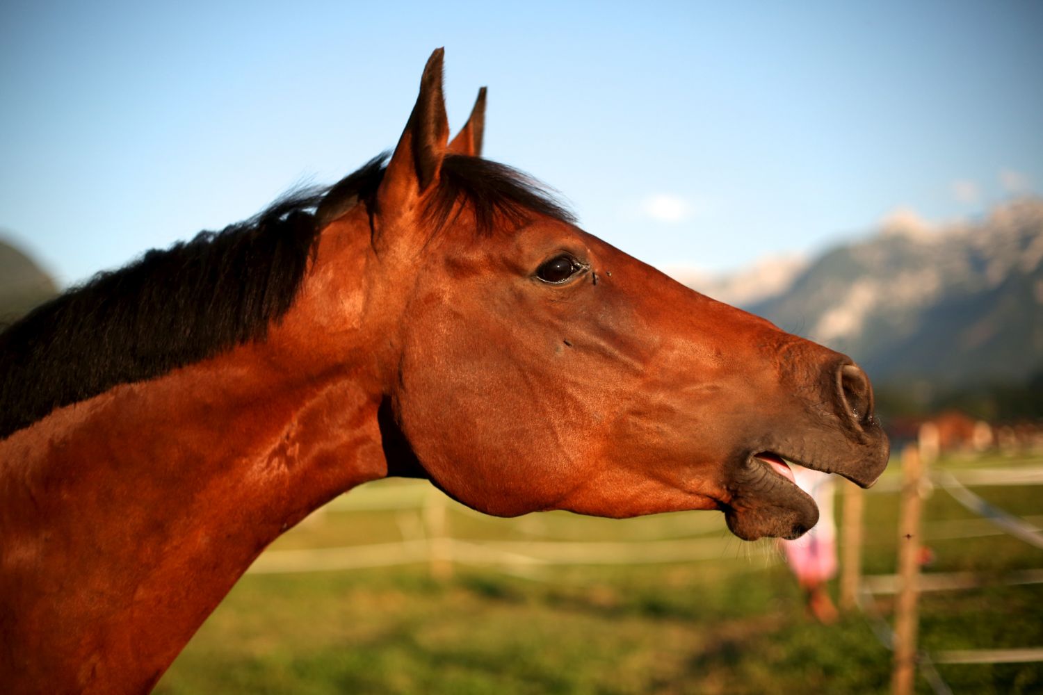 hest vrinsker