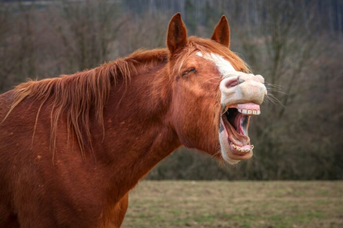 horse yawning