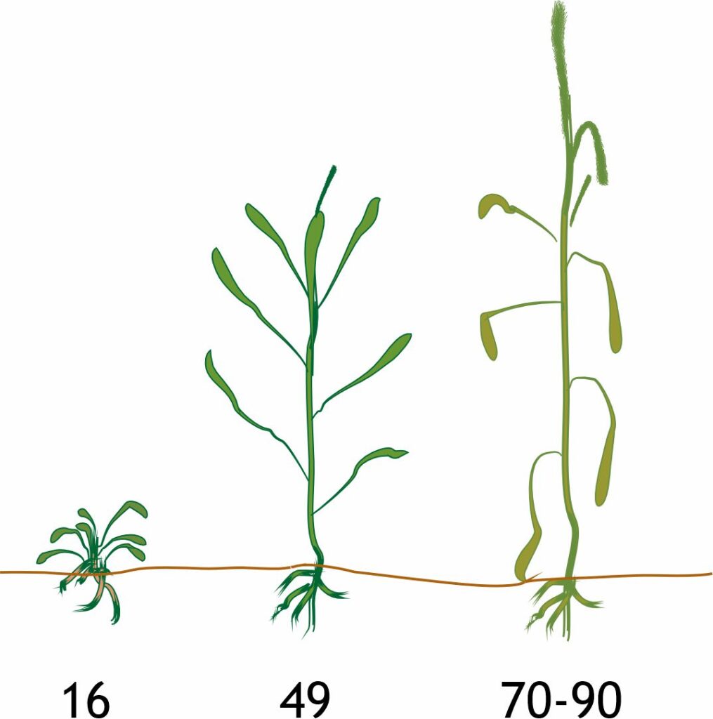 Tegning af græsplanter i forskelligt udviklingstrin
