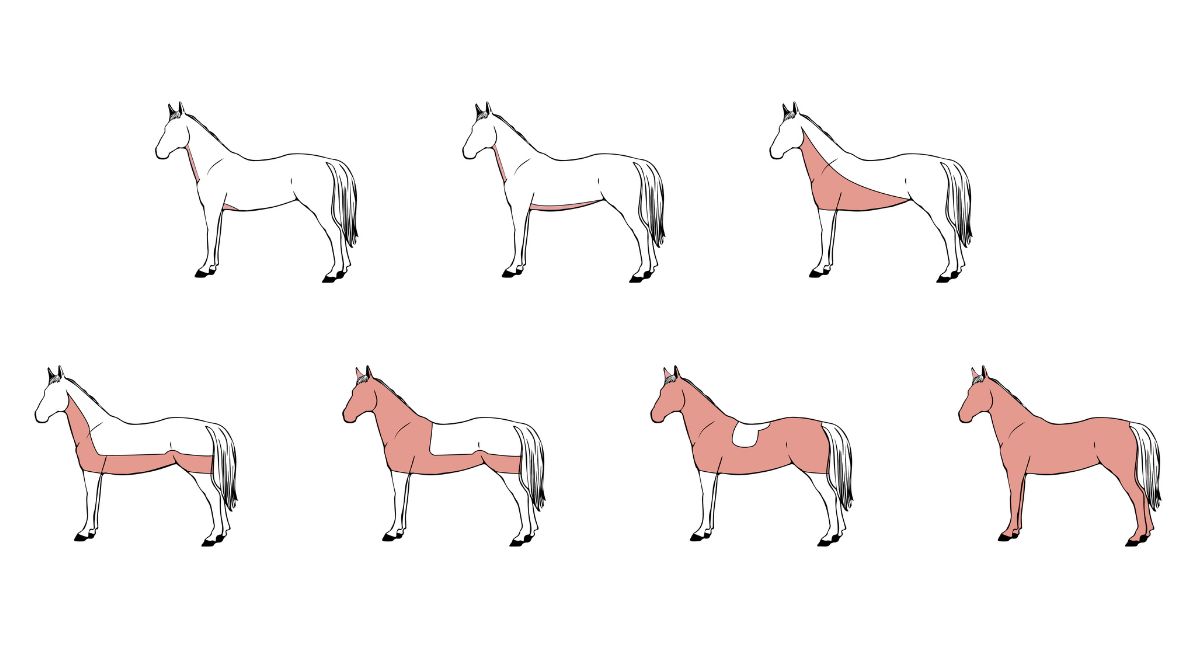 Klip af hest