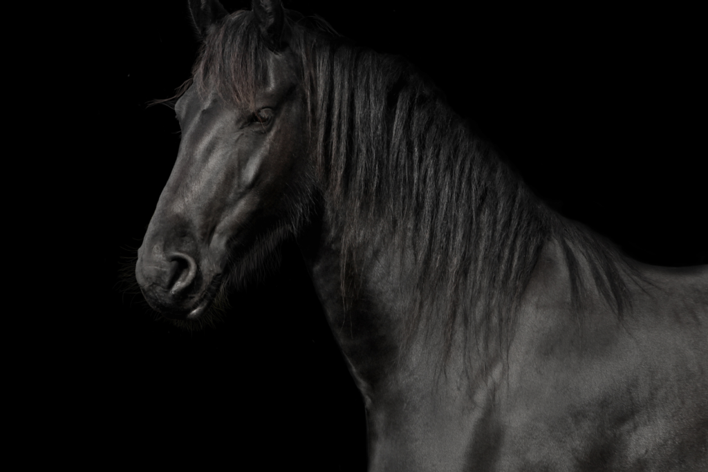 Baggrunden på billede er sort. På billede er der en sort hest, hvor billede er taget fra ca. midt på ryggen af hesten, så man her kan se halsen og hoved på hesten.