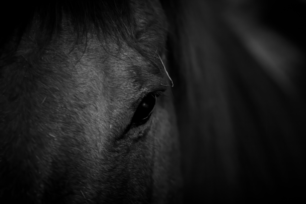Det er et billede som er taget af et hestehoved med stor fokus på hestens øje. Billede er kun i sorte og mørke grå farver. 
