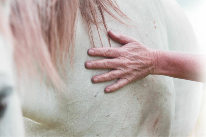 En menneskehånd berører en hests skulder, som hvis den fik behandling.