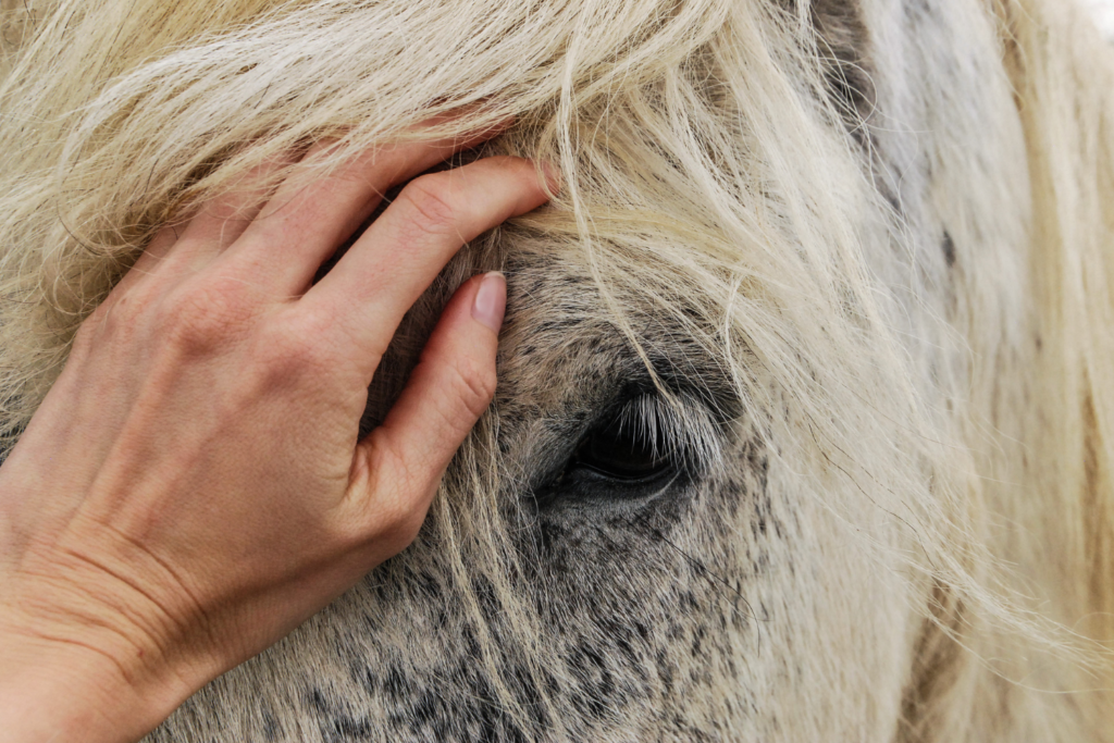 Billede er taget tæt på af en hest, hvor man her kun kan se øjet og lidt af hoved. Man kan se der ligger en hånd på hestens hoved lige oppe over øjet. 
