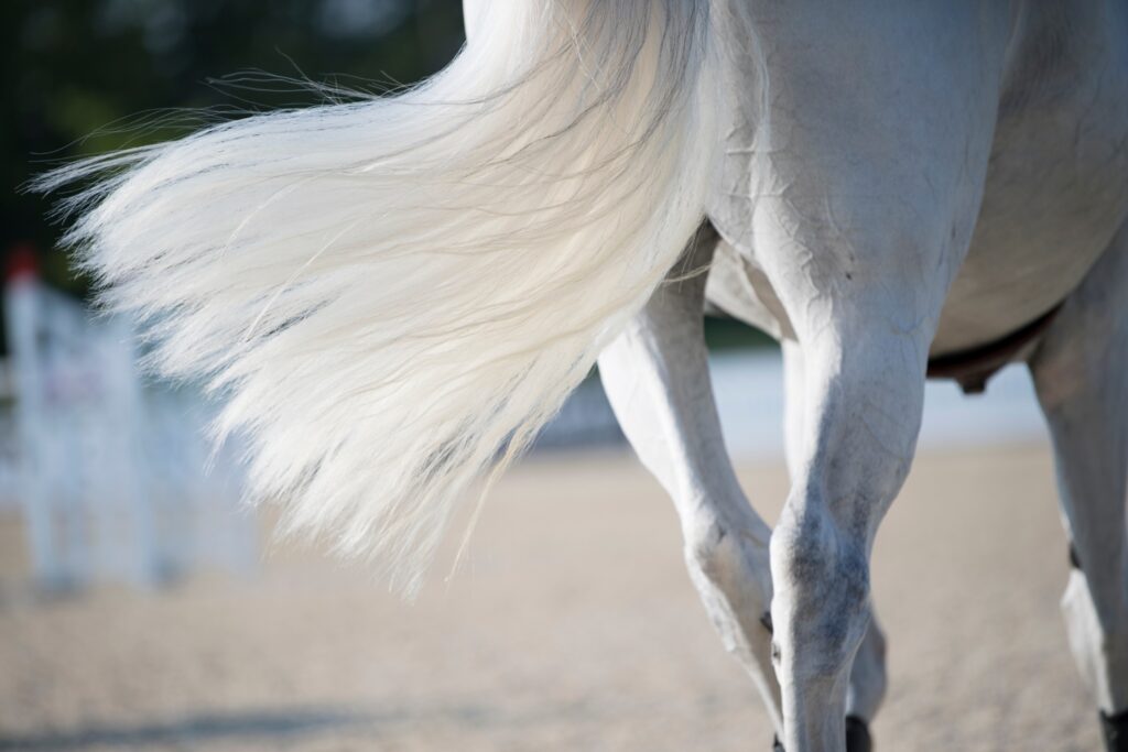 hest hale