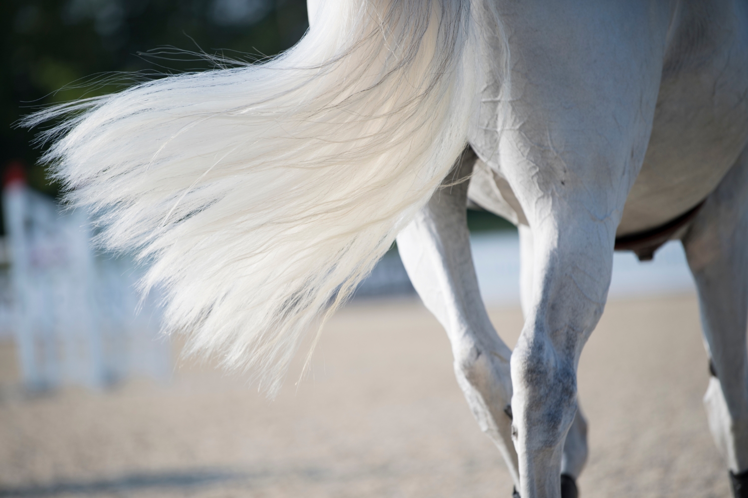 hest hale