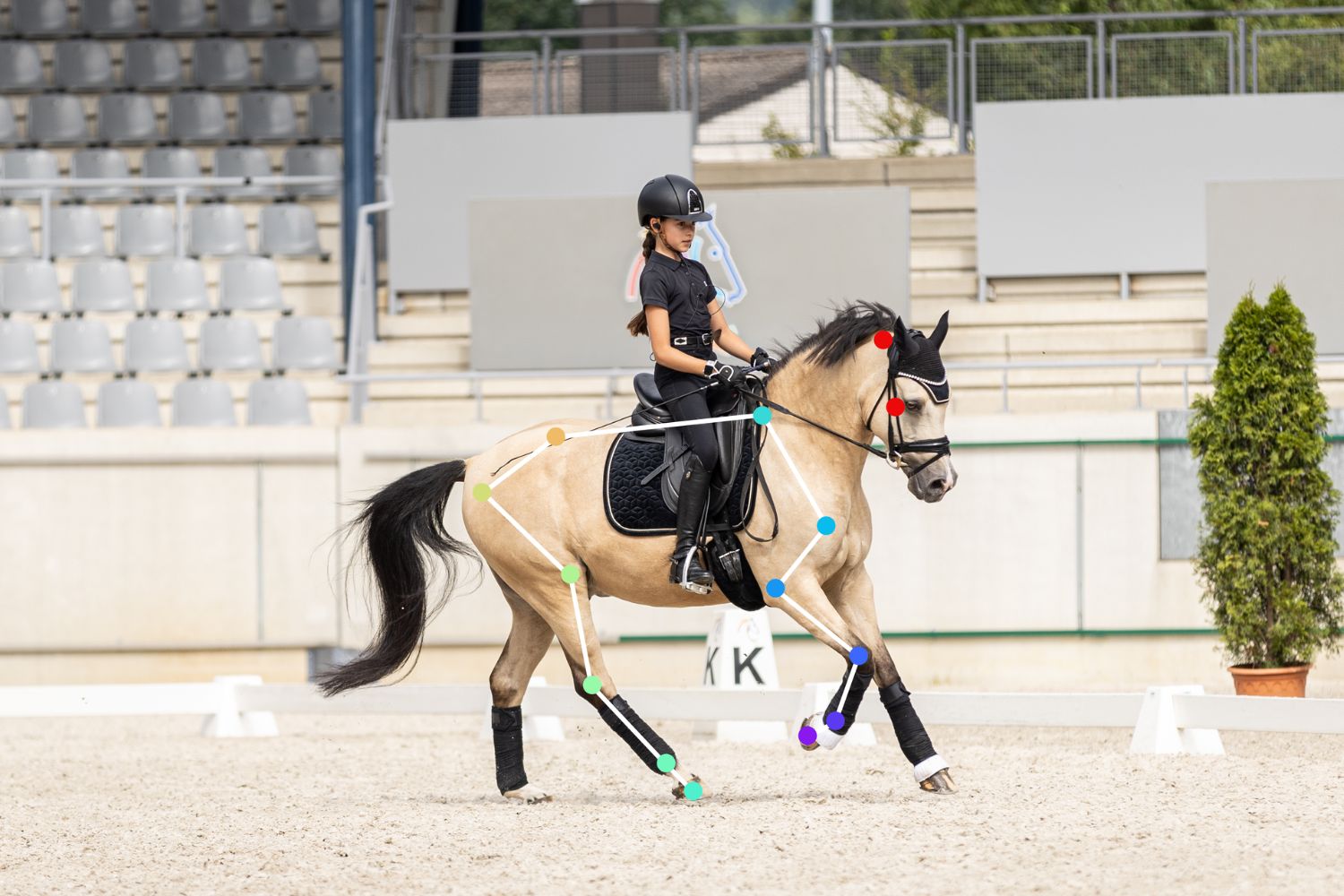 Focus Horse