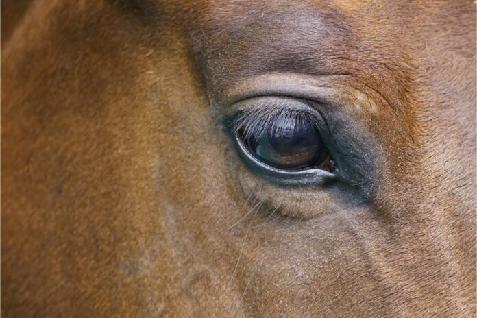 hest øjne