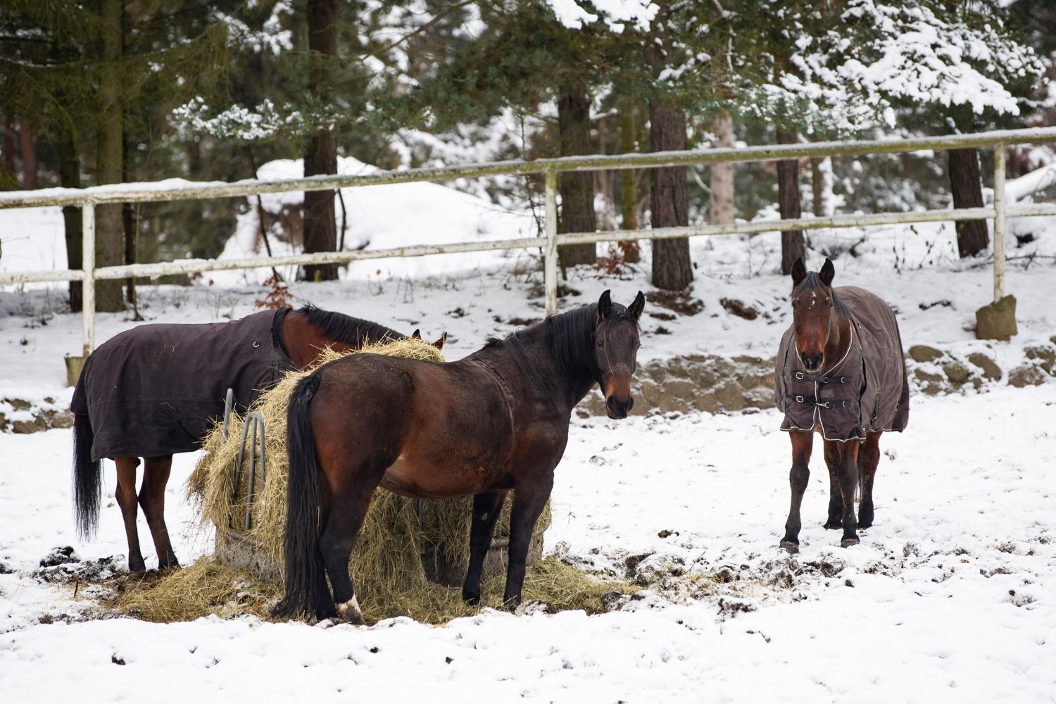 Hest spiser jord