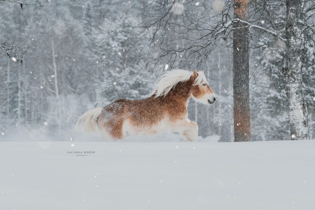 Det er vinter og der er sne på træerne. Mellem træerne galoper der en hest.