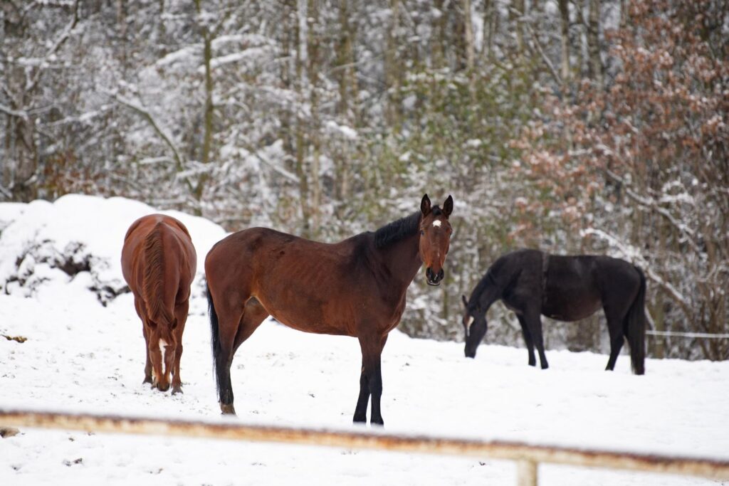 Er du opmærksom på, om din hest spiser jord? Foto: Kamilla Tworkowska