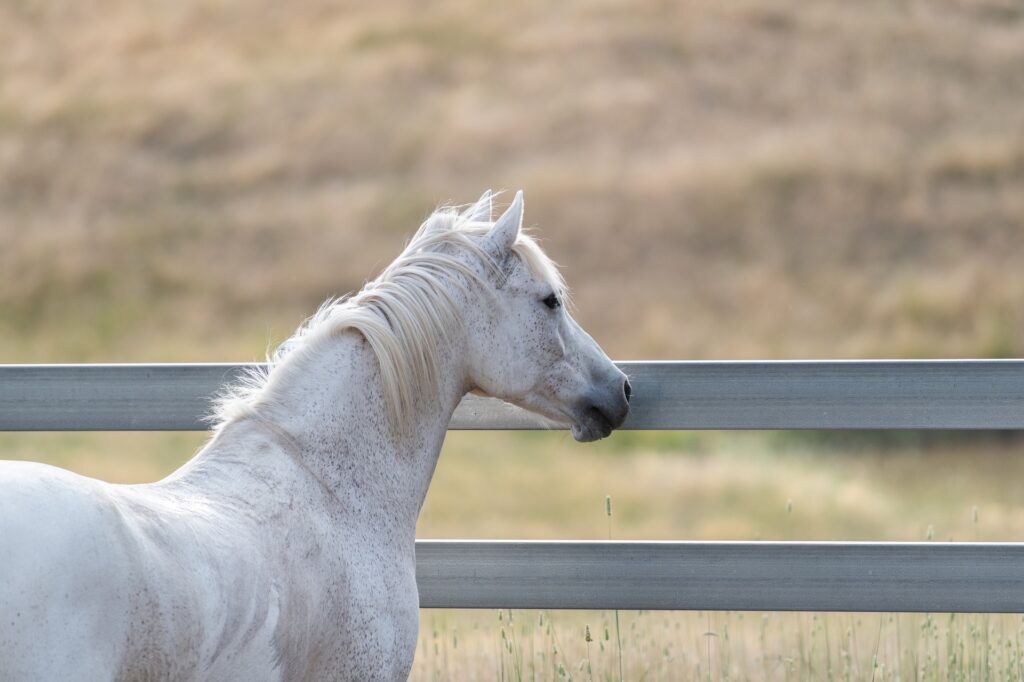 Billedet viser en skimmel hest, der står på folden og kigger hen over hegnet. 