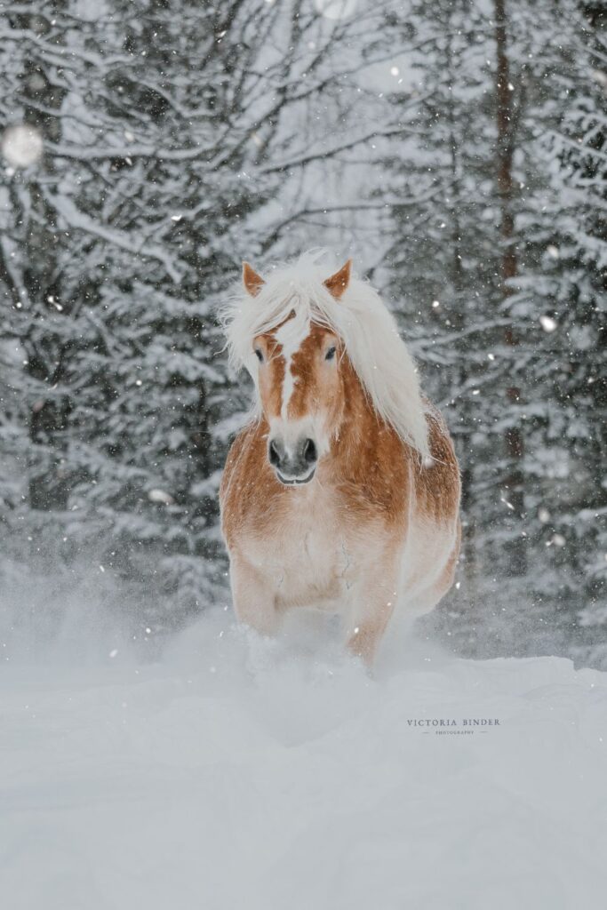 Det er vinter og der er sne på træerne. Mellem træerne galoper der en hest hen imod kameraet.
