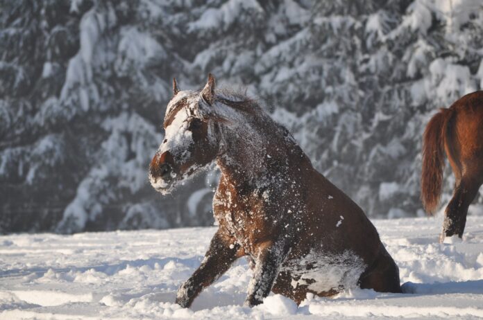 Hest, der lige har rullet sig i sneen.