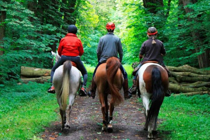3 ryttere og deres 3 heste er ude og ride tur i skoven. De rider ved siden har hinanden og har alle ryggen til.