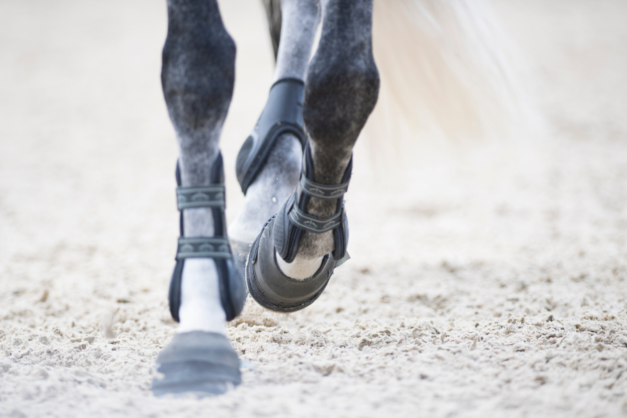 hest med gamacher og klokker på