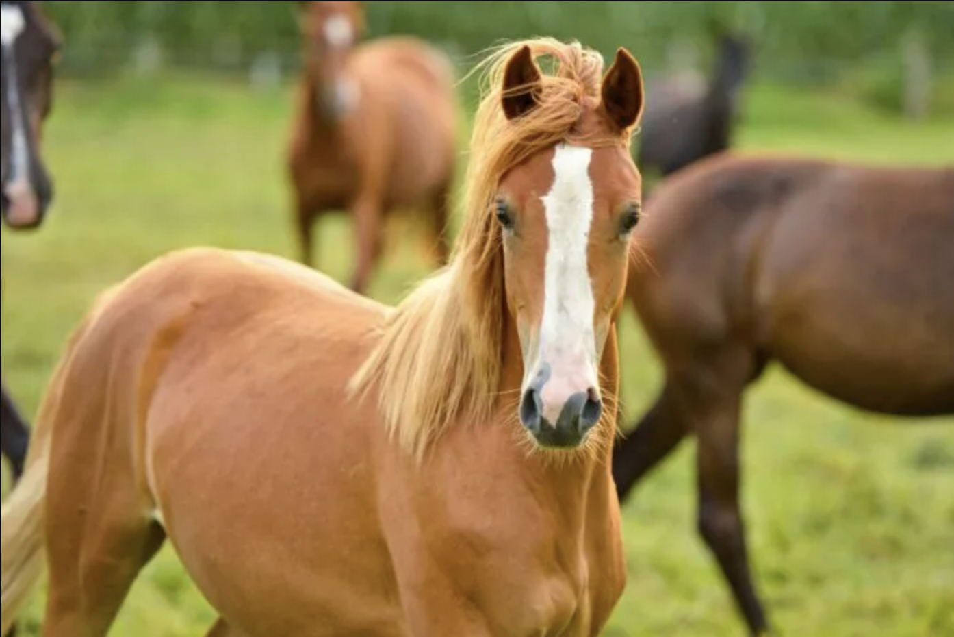 Hest kigger nysgerrigt på folden.