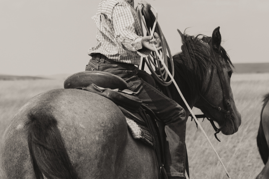 western hest