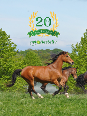 nyt hesteliv hjælper hvert år mange heste. foto nyt hesteliv